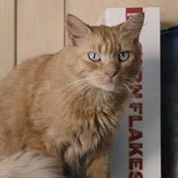 Photo of cat in catspiracy video