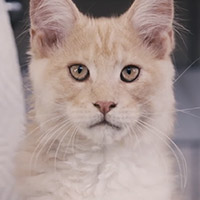 Photo of cat in catspiracy video