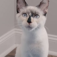 Photo of cat in catspiracy video